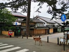 -奈良公园