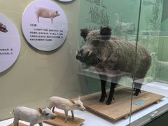 -国家自然博物馆