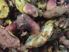 见手青-双喜农庄·菌香园(安居家园店)