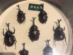 -陕西自然博物馆