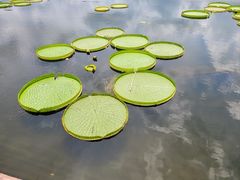 -荷塘月色湿地公园·向阳花洲