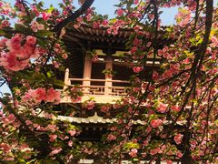 -西安青龙寺遗址景区
