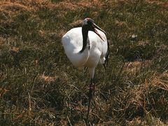 -盐城丹顶鹤湿地生态旅游区