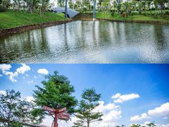 -王借岗森林公园