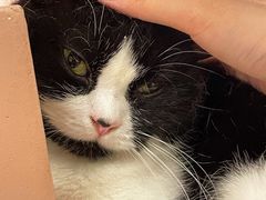 -猫儿山۰猫主题餐厅