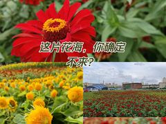 -龙江大舞台旗舰店