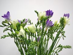 -妃比花艺(光启城时尚购物中心店)
