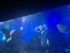 -江和美海洋公园