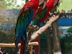 -北京野生动物园