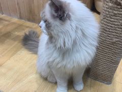 -藏猫猫咖啡主题馆(中央大道店)
