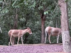 -北京野生动物园
