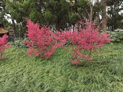 -嘉定紫藤园