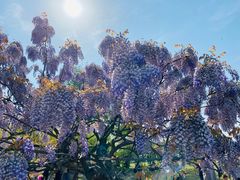 -上海辰山植物园