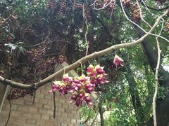 -云溪植物园