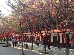 -西安青龙寺遗址景区