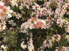 -金鸡湖桃花岛