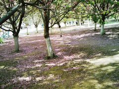 -长白岛森林公园