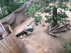 -圣地亚哥动物园