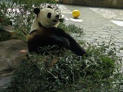 -上海野生动物园
