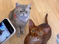 -Let's go狗咖·猫咖·奶狗·桌游(春熙路IFS店)