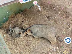-常州淹城野生动物世界