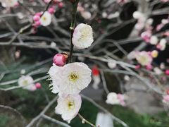 -杭州植物园