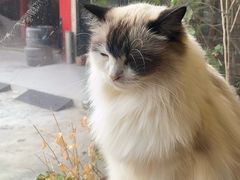 -豆逗聊愈猫阁Easy Life