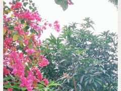 -云溪植物园