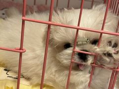 -萌宠之家·腊肠犬·马尔泰·小体犬舍