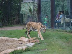 -上海野生动物园老虎餐厅