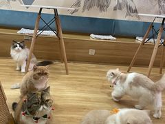 -滚猫咖啡·猫咖·猫友好撸猫(未来城店)