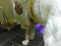 -瑞鹏宠物医院·爱宠堂·骨外专科(西荷分院)