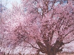 -杏花村文化旅游区