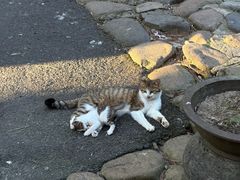 -小小饭店·休闲农庄·安吉松树林里的农家菜
