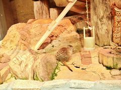 -正佳雨林生态植物园