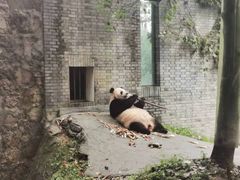 -都江堰中华大熊猫苑