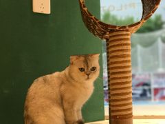 -飞行喵MR PILOT|猫舍·猫咖(静安大融城店)