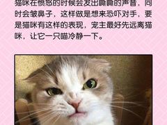 -lincat·猫舍(广州店)