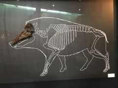 -北京周口店北京人遗址博物馆