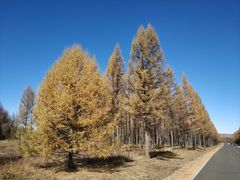 -塞罕坝国家级自然保护区