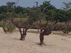 -鹤之洲湿地公园