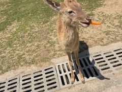 -常州淹城野生动物世界