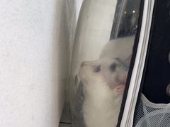 -艾吉宠物医院·疑难杂症转诊中心·猫友好(碧江路院)
