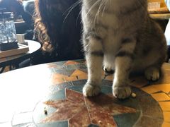 -猫猫幼稚园·撸猫·桌游·电玩