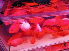 -花鸟鱼虫鲜花绿植市场(玉泉路店)
