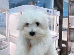 -翊宠yipet猫狗购宠庄园犬舍•猫舍