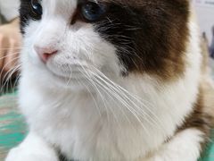 -喵喵咪呀布偶猫咖(春熙路店)