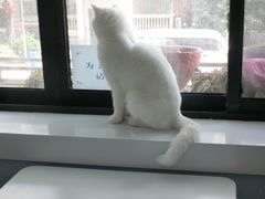 -喵的天空名猫咖啡馆·撸猫·猫舍·用品