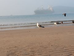 -海驴岛(荣成市)
