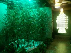 android_upload_pic-雅曼妮